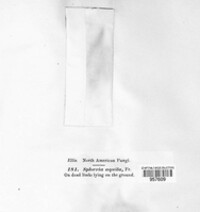 Rosellinia aquila image